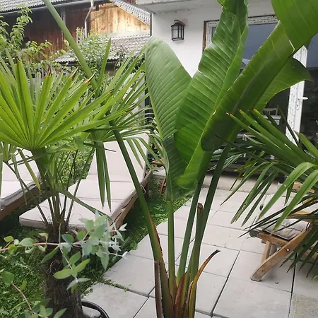 Apartmán Apartma Lesnik Ziba *